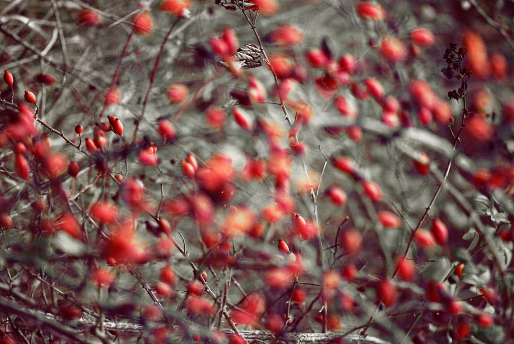 Bacche rosse nel caos dei rami 