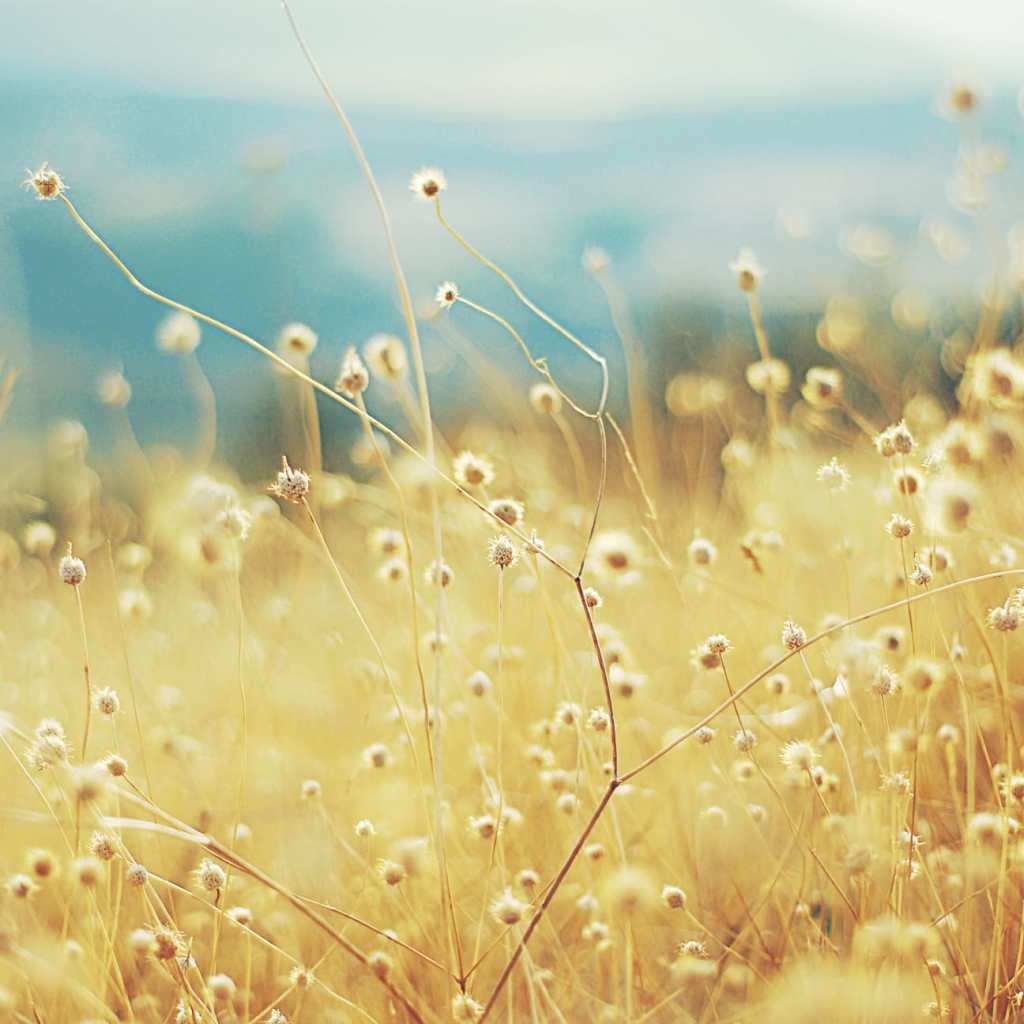 Perdere la testa per il&nbsp;vento