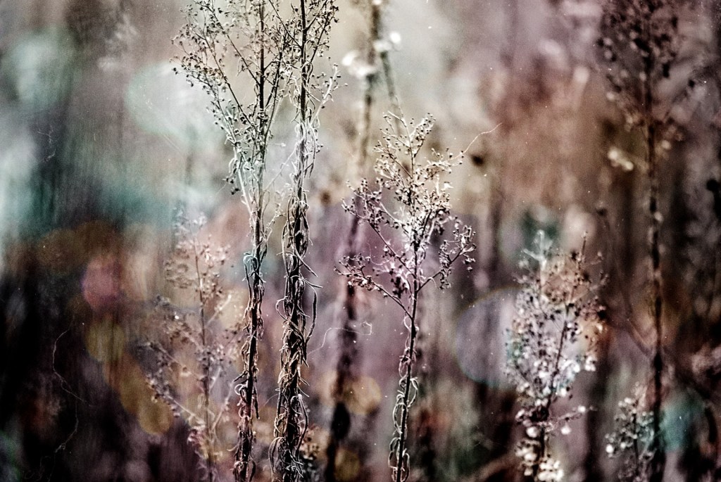 I sussurri del Bosco&nbsp;Velato